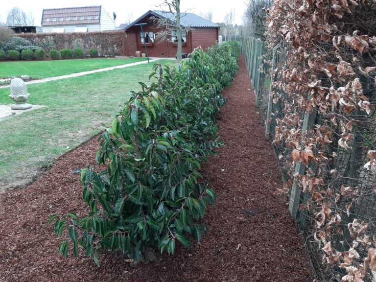 aanplanting